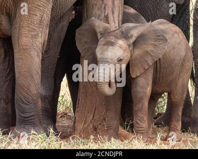 Una mandria di elefanti bush africani (Loxodonta africana), che protegge un neonato vitello nel Parco Nazionale di Tarangire, Tanzania, Africa Orientale, Africa Foto Stock