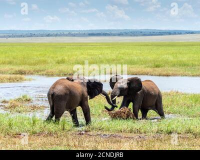 Giovani elefanti bush africani (Loxodonta africana), giocando in acqua, Tarangire National Park, Tanzania, Africa orientale, Africa Foto Stock