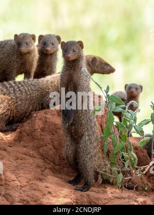 Un pacchetto di mongoose bandite (Mungos mungo), nel loro sito in den nel Parco Nazionale di Tarangire, Tanzania, Africa Orientale, Africa Foto Stock