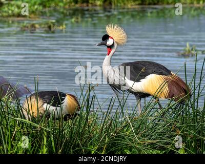 Gru coronata africana adulta (Baleari regolorum), cratere di Ngorongoro, Tanzania, Africa orientale, Africa Foto Stock