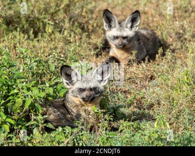 Un paio di volpi aride (megalotis di Otocione), Parco Nazionale di Serengeti, Tanzania, Africa Orientale, Africa Foto Stock