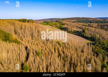 Distretto di Sauerland, dieback della foresta, alberi morti di abete rosso, causato dal barbabietola della corteccia, alte temperature, carenza di acqua, cambiamento climatico, NRW, Germania Foto Stock