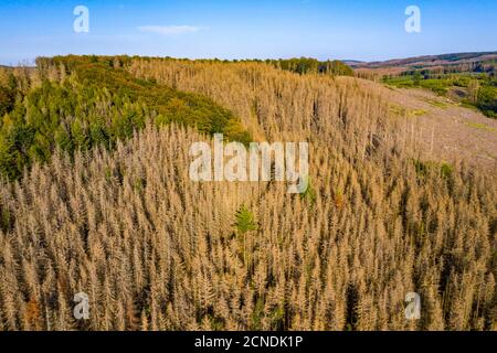 Distretto di Sauerland, dieback della foresta, alberi morti di abete rosso, causato dal barbabietola della corteccia, alte temperature, carenza di acqua, cambiamento climatico, NRW, Germania Foto Stock