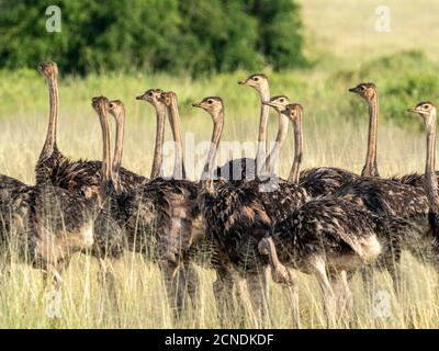 Un gregge di giovani ostrichi Masai (Struthio camelus massaicus), Parco Nazionale Tarangire, Tanzania, Africa Orientale, Africa Foto Stock