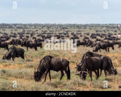 Una confusione di wildebeest blu (Connochaetes taurinus), sulla Grande migrazione, Parco Nazionale Serengeti, Tanzania, Africa Orientale, Africa Foto Stock