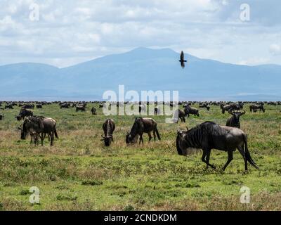 Una confusione di wildebeest blu (brindled gnu) (Connochaetes taurinus), sulla Grande migrazione, Parco Nazionale Serengeti, Tanzania, Africa Orientale, Africa Foto Stock