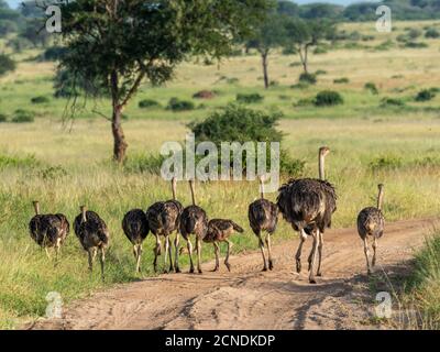 Un gregge di massai ostrichi (Struthio camelus massaicus), Parco Nazionale di Tarangire, Tanzania, Africa Orientale, Africa Foto Stock