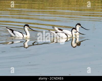 Avoceti in pied adulti (Recurvirostra avosetta) che si nutrono in un buco d'acqua nel cratere di Ngorongoro, Tanzania, Africa orientale, Africa Foto Stock