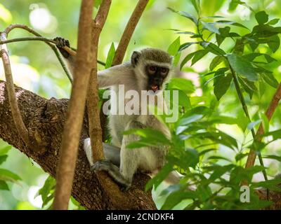 Scimmia Vervet (Chlorocobus pygerythrus), Parco Nazionale del Lago Manyara, Tanzania, Africa Orientale, Africa Foto Stock