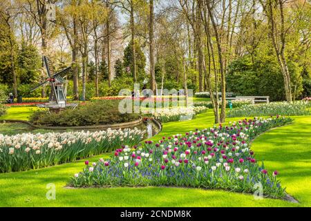 Keukenhof Gardens, Lisse, Olanda del Sud, Paesi Bassi, Europa Foto Stock