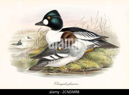 Coppia di comuni goldeneye (Bucephala clangula) multicolori piumati uccelli acquatici su una riva vegetata di uno stagno. Arte d'epoca di John Gould 1862-1873 Foto Stock