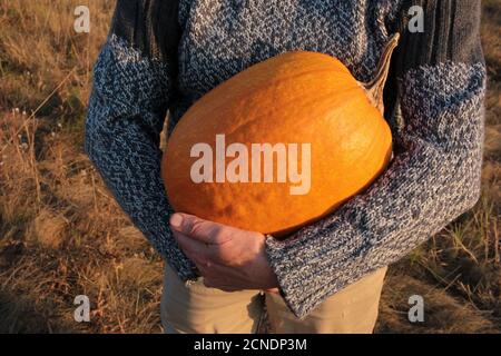 Una persona che tiene la zucca arancione grande sullo sfondo del campo di fieno. Mani femminili in pullover grigio con enorme pompata. Spazio di copia, messa a fuoco selettiva Foto Stock
