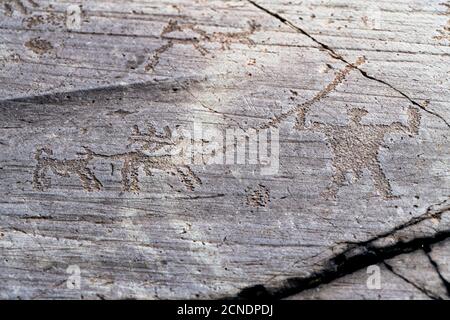Scena di caccia con cervi, cani e cacciatori, disegno rupestre etrusco, Parco Naquane, Capo di Ponte, Valcamonica (Val Camonica), Lombardia, Italia, Europa Foto Stock