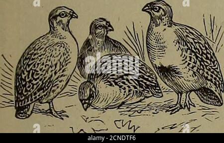 . L'allevatore del gioco . OHN FOSTER, West Hartland, FAGIANI del Connecticut, ANATRE E UOVA Deer e altri giochi in diretta IN VENDITA, un sacco superbo di fagiani d'oro, d'argento e di Amherst giusto per. Allevamento questa primavera e l'estate. Sto ora prenotando ordini per uova delle seguenti varietà: Mon-golian, Ringneck, Chinese, Golden, Silver, Amherst e Reeves. Wood Duck, Mallard e Grey Call Duck uova. Tutte le uova che spedisco sono garantite per essere da uccelli non-relativi, purebred, strug, sani, correttamente accoppiati; tutte le uova sono garantite non devono essere più di tre giorni quando lasciano la mia fattoria. Anche io produciamo Foto Stock