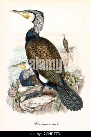 Grande cormorano (Phalacrocorax carbo) lungo collo profilo di uccello posa su roccia guardando al mare. Dettagli vintage acquerello di John Gould 1862-1873 Foto Stock