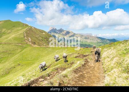 Mucche pascolano in verdi pascoli lungo il sentiero che va dal rifugio Sassopiatto al rifugio Alpe di Tires, Dolomiti, Trentino-Alto Adige, Italia, Europa Foto Stock