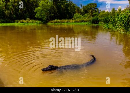 Alligatori, palude vicino a New Orleans, Louisiana, Stati Uniti d'America Foto Stock