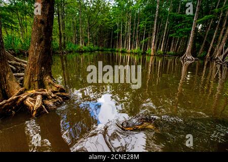 Alligatori, palude vicino a New Orleans, Louisiana, Stati Uniti d'America Foto Stock