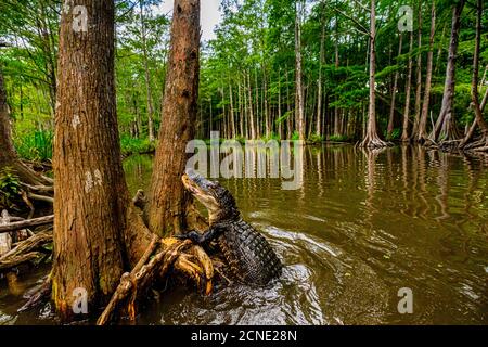 Alligatori, palude vicino a New Orleans, Louisiana, Stati Uniti d'America Foto Stock