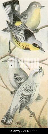 . Il libro degli uccelli : che illustra in colori naturali più di settecento uccelli nordamericani; anche diverse centinaia di fotografie dei loro nidi e uova. Erbe circa 30 feetup alla fine di un lembo di un abrook di pino sovrastante. ()f>N. Warbler Cerulean. Dendroica caeruleaRange.-Stati Uniti ad est delle pianure, allevare principalmente nella metà settentrionale della MississippiValley, raro ad est delle Alleghanies e casual nel New England. Questi bellissimi Warblers sono grigio chiaro sopra, striati di nero sul retro, whitewallow, con una fascia blu grigiastro sul petto e striature sui lati; hanno due Foto Stock
