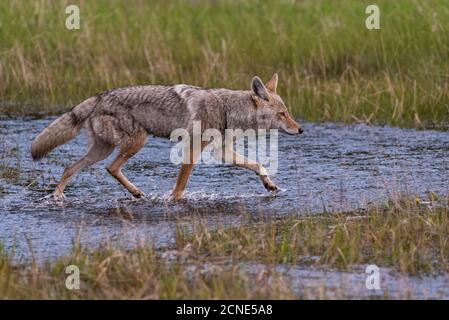 Coyote (Canis latrans) che attraversa un prato allagato, il Banff National Park, patrimonio dell'umanità dell'UNESCO, Alberta, Canada Foto Stock