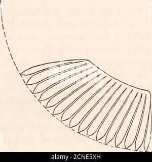 . I fundus oculi degli uccelli, specialmente visti dall'oftalmoscopio; uno studio sull'anatomia e la fisiologia comparative. 54 I FUNDUS OCULI DEGLI UCCELLI. Fig. 101.Anna Hummingbird (Calypte annae) X31. Foto Stock