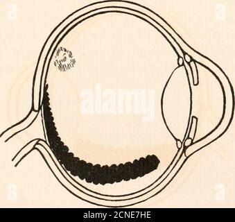 . I fundus oculi degli uccelli, specialmente visti dall'oftalmoscopio; uno studio sull'anatomia e la fisiologia comparative. Fig. 73.Bunting americano (Cyanospiza versicolor).. Foto Stock