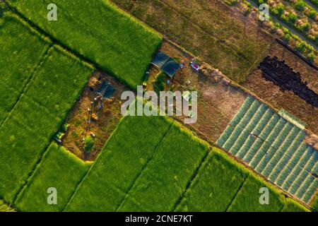 I contadini che coltivano e raccolgono il sedano a Vung Liem, Vinh Long, Vietnam, Indocina, Sud-Est asiatico, Asia Foto Stock