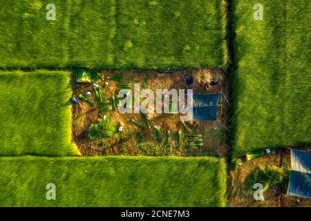 I contadini che coltivano e raccolgono il sedano a Vung Liem, Vinh Long, Vietnam, Indocina, Sud-Est asiatico, Asia Foto Stock