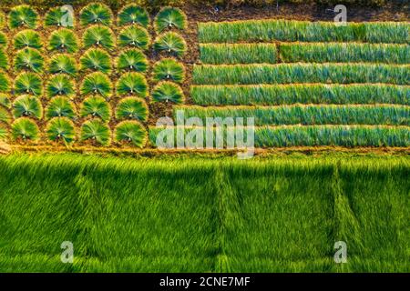 I contadini che coltivano e raccolgono il sedano a Vung Liem, Vinh Long, Vietnam, Indocina, Sud-Est asiatico, Asia Foto Stock