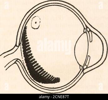 . I fundus oculi degli uccelli, specialmente visti dall'oftalmoscopio; uno studio sull'anatomia e la fisiologia comparative. Fig. 60.Amazon Parrot {Chrysotis amazonica). Fig. 63.Laughing Kingfisher (Dacelo gigas). Foto Stock