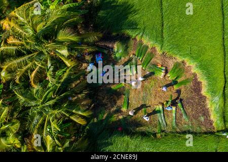 I contadini che coltivano e raccolgono il sedano a Vung Liem, Vinh Long, Vietnam, Indocina, Sud-Est asiatico, Asia Foto Stock