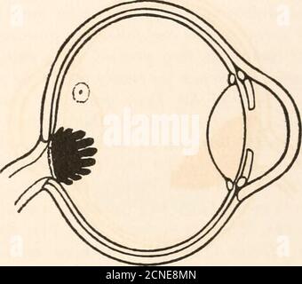 . I fundus oculi degli uccelli, specialmente visti dall'oftalmoscopio; uno studio sull'anatomia e la fisiologia comparative. Fig. 55.Common Kestrel (Tinnuneulus alaudarius).. Fig. 58.Gufo di Tawny (Syrnium alvco). Foto Stock