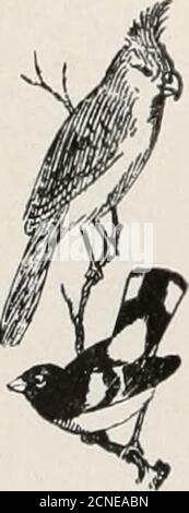 . Il libro degli uccelli : che illustra in colori naturali più di settecento uccelli nordamericani; anche diverse centinaia di fotografie dei loro nidi e uova . IL LIBRO DEGLI UCCELLI. Foto Stock