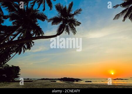 Palme pendenti al tramonto sulla splendida spiaggia incontaminata di Kizhunna, a sud di Kannur, sulla costa settentrionale dello stato, Kannur, Kerala, India, Asia Foto Stock