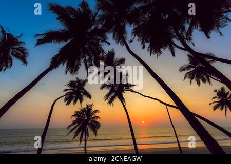 Palme pendenti al tramonto sulla splendida spiaggia incontaminata di Kizhunna, a sud di Kannur, sulla costa settentrionale dello stato, Kannur, Kerala, India, Asia Foto Stock