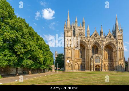 Vista della facciata gotica della cattedrale di Peterborough da Dean's Court, Peterborough, Northamptonshire, Inghilterra, Regno Unito, Europa Foto Stock