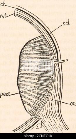 . Il fundus oculi di uccelli, specialmente visto dall'oftalmoscopio; uno studio sull'anatomia comparativa e fisiologia. Sepiments anastomose l'uno con l'altro. Questo è il tipo ben noto tra i mammiferi. Uccelli mostrano una peculiarità; all'aspetto interno del nervo le partizioni del piale penetono-trate perpendicolarmente nella sostanza del nervo e non anastomose fino a che theyreach circa metà nello spessore del cordone. Analoghe parti perpendicolari, ma molto brevi, esistono a volte sul lato esterno. Il risultato è che il nerveha un aspetto fogliato, specialmente markedon i Foto Stock