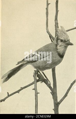 . Il primo libro di uccelli; . r porte, mangia la coda di volpe e grasse di granchio, che rovina i nostri prati. Il passero dalla gola bianca, un uccello grande e veritinoso, mangia i semi di andragweed astuto. Altre finches come amaranto, amaro e amaro, tutti i quali siamo lieti di mangiare. Gli uccelli che mangiano semi possono trovare il loro cibo in inverno, anche quando la neve copre il terreno, essere-causa le erbacce morte tenere sui loro semi, ela neve non è spesso abbastanza profonda da coprirli. Alcuni uccelli raccolgono il loro cibo in autunno, andhide esso via dove possono trovarlo in jays winter.Blue raccogliere ghiande An Foto Stock