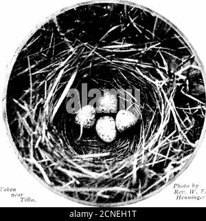 . Gli uccelli dell'Ohio; una descrizione scientifica e popolare completa delle 320 specie di uccelli trovati nello stato. Laico scheerful. Il songis non continuo, ma itis frec|uently ripetedthrough periodi di SEV-eral minuti, e in-tervals di nove o di dieci secondi. Ma c'è!chi potrebbe sperare di sommare tutti i commonplacepoetrv e fond enspir-iting di vSilver-tonguesmusic da una stima di intervalli e secondi!è dell'anima e uno dei più sinceri in natura. Ma non importa che una disposi-zione degli uccelli possa essere, ci è ampio uso, alack! Per la nota di avvertimento e diffidenza.Song Sparro Foto Stock