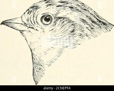 . Gli uccelli dell'Illinois e del Wisconsin . Bill, marrone rossastro; corona e schiena, marrone ru-fous; dorso, striato di nero; grumo, marrone grigio chiaro. Spizella pusilla. Passerotto campo. Vedere n. 262. Gennaio 1909. Birds of Illinois and Wisconsin--Cory. 199. Bill, marrone chiaro (non marrone rossastro); parti non più der, bianco opaco (non grigio sui lati asin The Chipping Sparrow); corona e schiena, marrone grigio chiaro, striato di nero; grumo, marrone grigio grigio (non grigio ardesia come in theChipping Sparrow). Spizella pallida. Sparrow color argilla. Vedere n. 261. * GRUPPO 4. Ala, lunga da 2.75 a 3.25 pollici. PARTE 1. Le seguenti specifiche Foto Stock