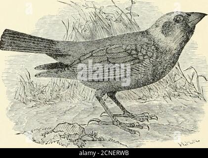 . Gli uccelli di Illinois e Wisconsin . caroliniis {maschio). Blackbird arrugginito. Vedere n. 231. Generale piumaggio, nero, glossato sulla testa con porpora viola nero, e parte posteriore e sotto parti, tinta con metallo verde; no rosso sulla spalla; ala, raramente meno di 5 pollici di lunghezza. Euphagus cyanocephalus {maschio).Brewers Blackbird.Vedi n. 2^2. i86 Field Museum of Natural History - Zoology, Vol. IX Piumaggio generale, nero, tinta di marrone arrugginito sulla corona e sul dorso; le piume sulle parti inferiori, ribaltate di marrone arrugginito; parti inferiori, non striate; nessun rosso sulla spalla. Euphagus carolinus {femmina e immatu Foto Stock