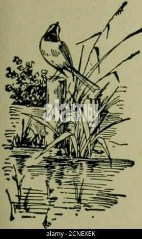 . Fiore di uccello . FLICKER AL NIDO-FORO lo stesso sito era stato utilizzato per due stagioni precedenti, in una delle quali l'apertura è stata artificialmente ampliata da un ragazzo fotografato dalla natura da A. L. Princehorn, a Glen Island, N. Y., giugno i6, 1899. Gli uccelli che passa nella notte DI HARRY S. WARREN SU richiesta del Sig. H. A. Winkenwerder, dell'Università del Wisconsin, ho fatto arrangiamentiper prendere osservazioni con il telescopio a Detroitupon nightturnal uccello migrazione, utilizzando la luna per un campo di visione, durante la luna piena in maggio. La luna wouldbe a pieno a otto a. m. il 14, Lunedi, ma,ant Foto Stock