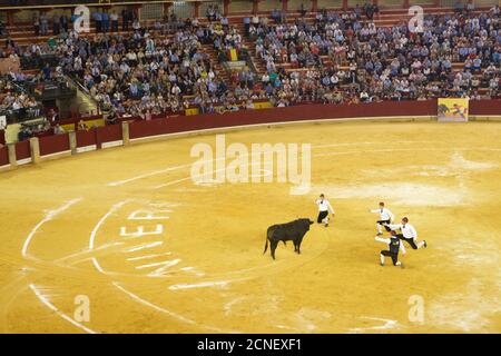 Saragozza, Spagna - 8 ottobre 2014: I bullfighter portoghesi si inginocchiano davanti a un toro. Foto Stock