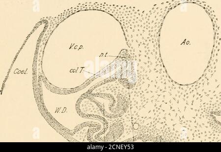 . Lo sviluppo del pulcino; un'introduzione all'embriologia . tubuli successivamente da una porzione intermedia, e tubuli terziari ancora dalla porzione dorsale. Fig. 217 rappresenta una sezione trasversale attraverso il centro. ^»f^^5^° vit&gt;f ^i:^j^^ Foto Stock