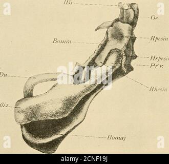 . Lo sviluppo del pulcino; un'introduzione all'embrio. Agli spazi comuni di destra. Origine della milza. La milza si presenta come una proliferazione dal peritoneo vestendo il lato sinistro del mesenterydorsale appena sopra l'estremità del pancreas dorsale. Questa proliferazione forma l'angolo di una piega cranio-caudale della mesenteria dorsale che è causata dallo spostamento dello stomaco e dell'intestino 346, LO SVILUPPO DEL PULCINO verso il lato sinistro della cavità corporea (Fig. 188), e che è esagerato dalla rapida crescita del pancreas dorsale (Choron-schitzky). La milza è t Foto Stock