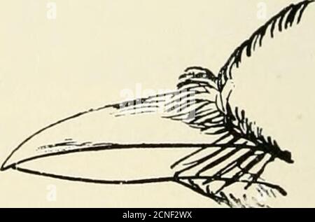 . Gli uccelli dell'Illinois e del Wisconsin . Famiglia CORVID^. Sottofamiglia GARRULINIE. Jays. Vedere pagina 176. Gennaio 1909. Birds of Illinois and Wisconsin - Cory. 131 primo primario, mai meno di tre quarti di lunghezza come terzo; baseof Bill, che si estende all'indietro, formando un punto, dividendo le piume della fronte; narici, esposti; piume di coda esterne, piume più corte del medio. Foto Stock