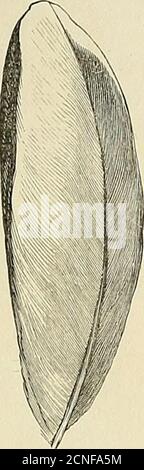 . La distribuzione geografica della famiglia Charadriidae, o gli amanti, i sandpipers, i cecchini, e i loro alleati. JUDDS.C? LIMITATO, IKP CURSOORIUS SOMALENSIS. CONSIGLIERE SOMALO. CURSORIUS. 237 Central Secondary Quills.. Foto Stock