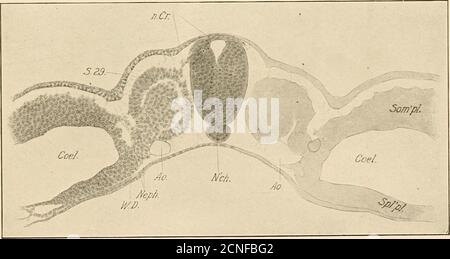 . Lo sviluppo del pulcino; un'introduzione all'embriologia . - per gli uccelli. Anche se i somiti hanno la stessa struttura fondamentale in tutte le parti del corpo, differiscono notevolmente sotto molti aspetti(Williams). Non è, tuttavia, il nostro scopo considerare i caratteri individui di ogni coppia di somiti, ma piuttosto le relazionicomuni a tutti. Ogni somite è composta da una parete epiteliale di alte cellule colonnariche, che racchiude un nucleo di cellule che quasi riempie la cavità (figg.112, 113, ecc.). Da ogni somite nascono tre parti di significato offindamentale, vale a dire, lo sclerotomo, la piastra muscolare, an Foto Stock