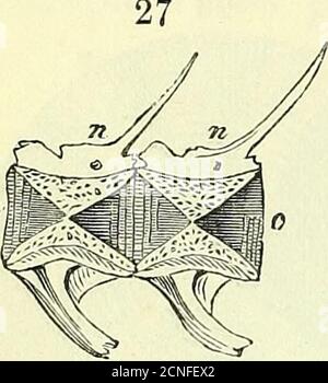 . Sull'anatomia dei vertebrati [risorsa elettronica] . 34 ANATOMIA OE VERTEBRATI.. Foto Stock